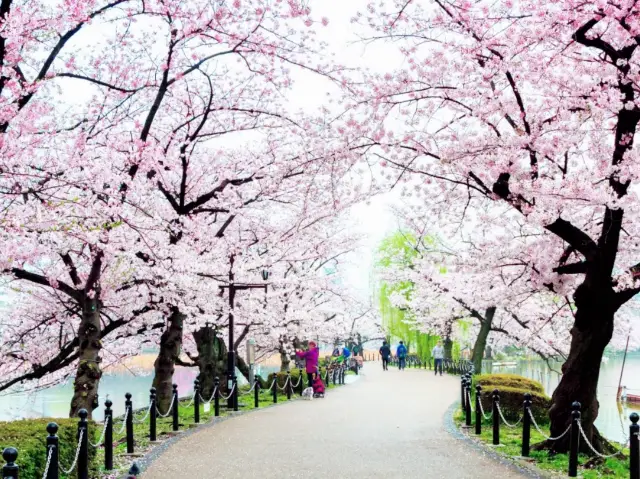 Best Sakura In Tokyo, Ueno