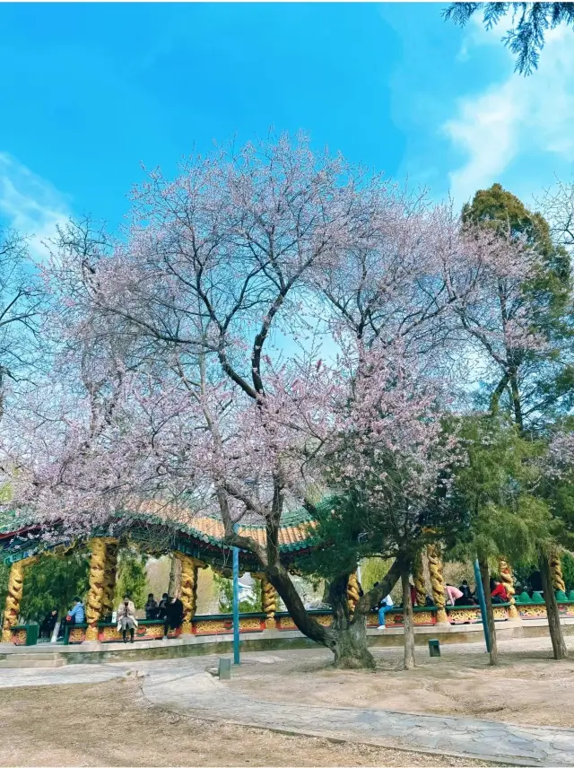 我誇獎龍潭公園一萬遍不及你來看一眼