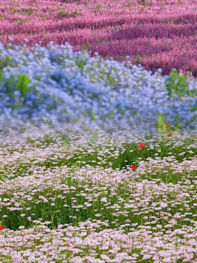 Shanghai | In April, the sea of flowers at the Shanghai Ecological Park is stunningly beautiful