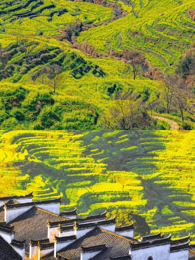 婺源醉美古村油菜花海