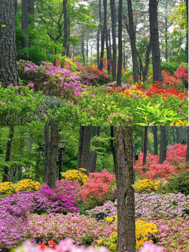 五月的杭州別太美，免費的莫奈花園別錯過五一假期快快衝
