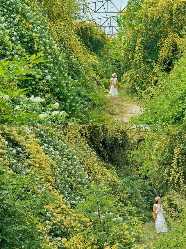 西安周邊！這裡仿若愛麗絲的秘境花園