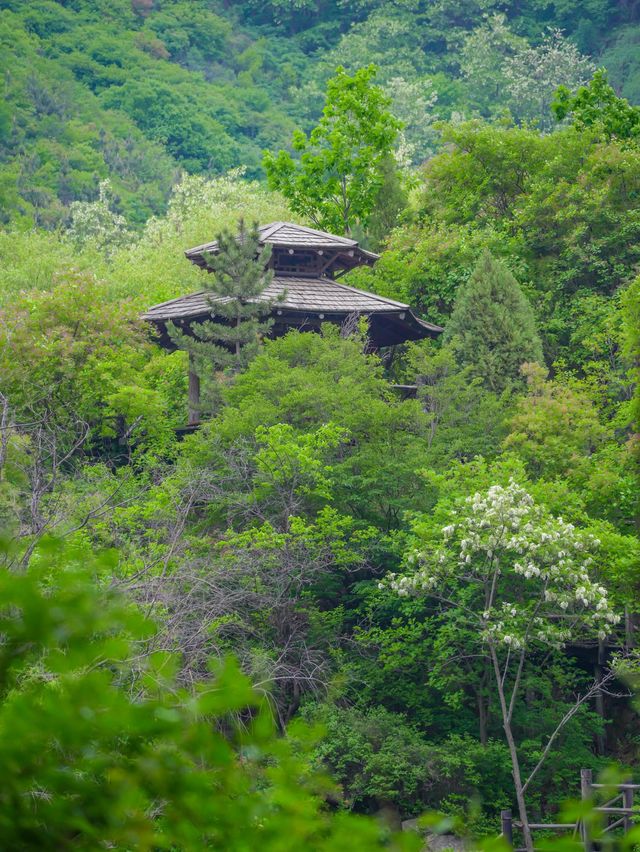 山東濟南賞花聖地，賞一場春天的花事