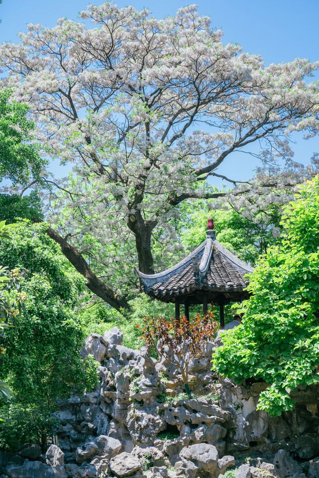 怡園苦楝花開夏天的風已經吹進園林……