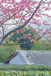春日來信-翔安妙高山櫻花開了。
