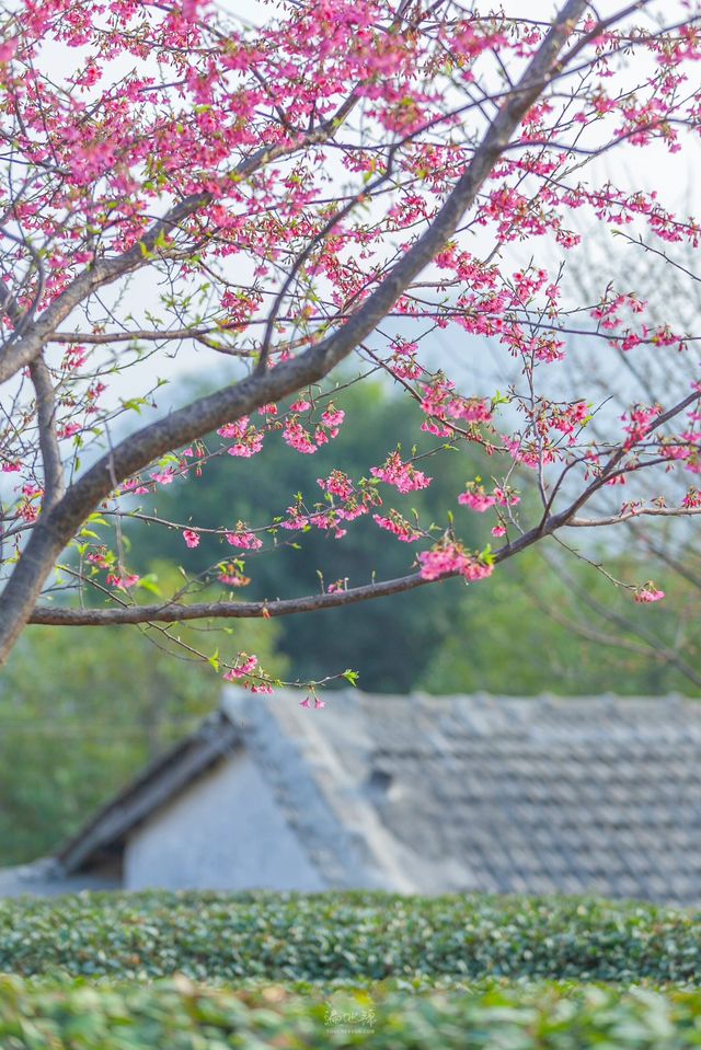春日來信-翔安妙高山櫻花開了。