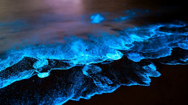 浪漫很貴，帶愛的人看藍眼淚免費。
