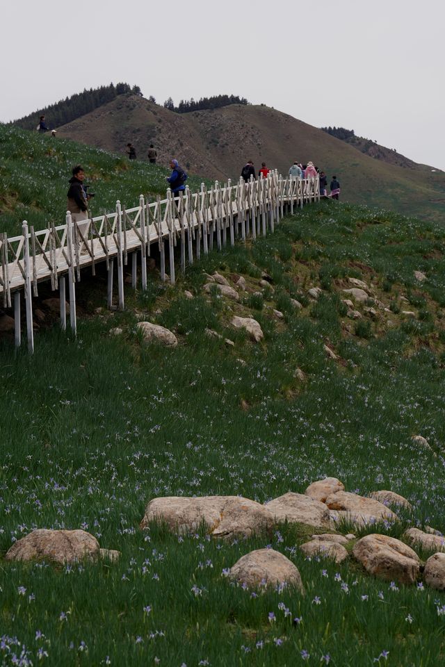 世界上面積最大的馬蘭花草原，就在甘肅武威