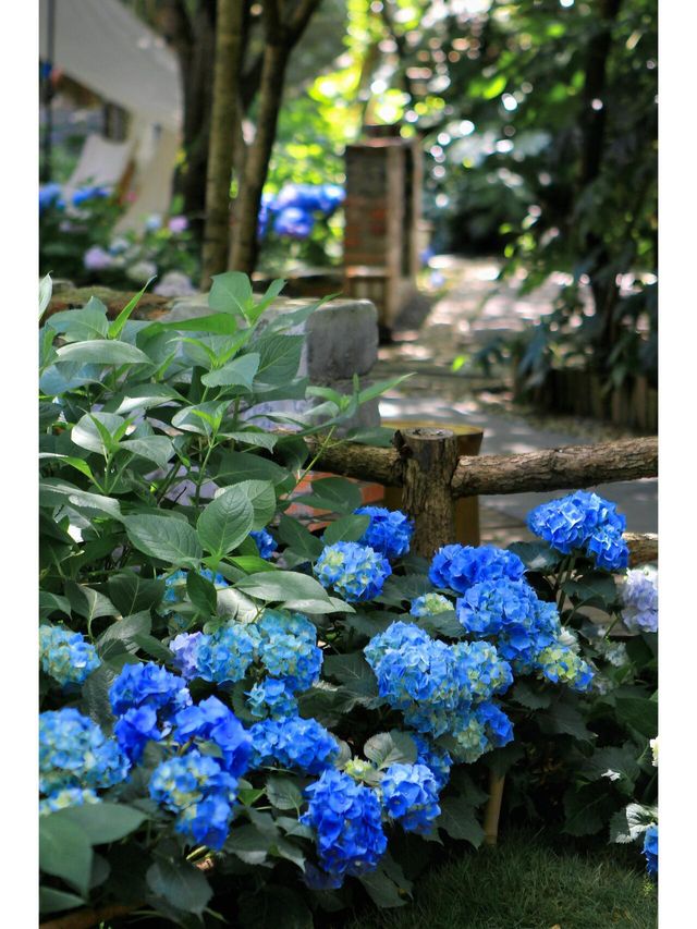 南京，隱秘在紫金山下的無盡夏花園