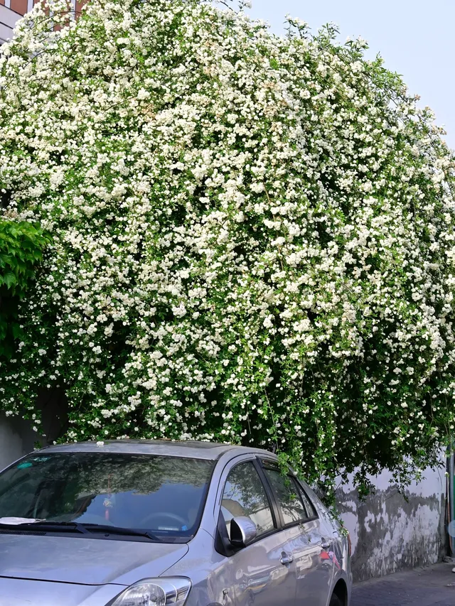 蘇州4月賞花｜四月平江路頂流，木香花開了