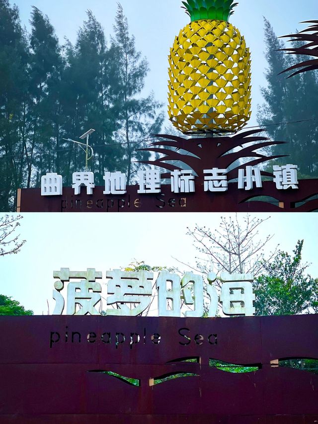 歡迎來我的家鄉玩|徐聞菠蘿的海