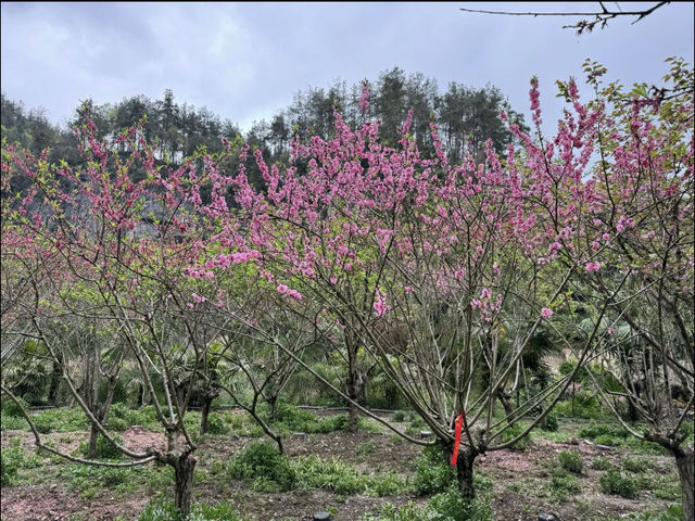 桃花源記