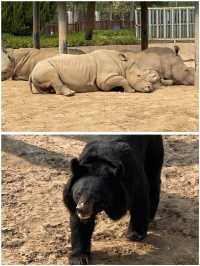 滄州動物園遊玩全攻略，可以看到大熊貓