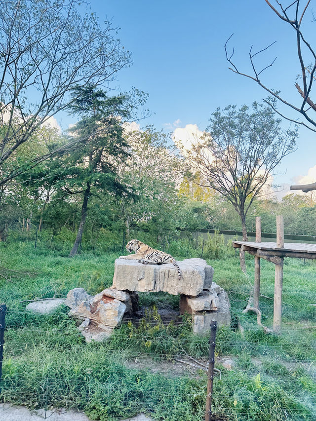 夜遊上海野生動物園