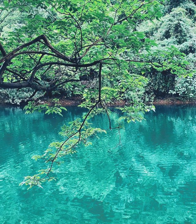 "鼎湖山探祕：古木參天，雲霧縹繞，揭開千年古剎嘅神祕面紗！"。