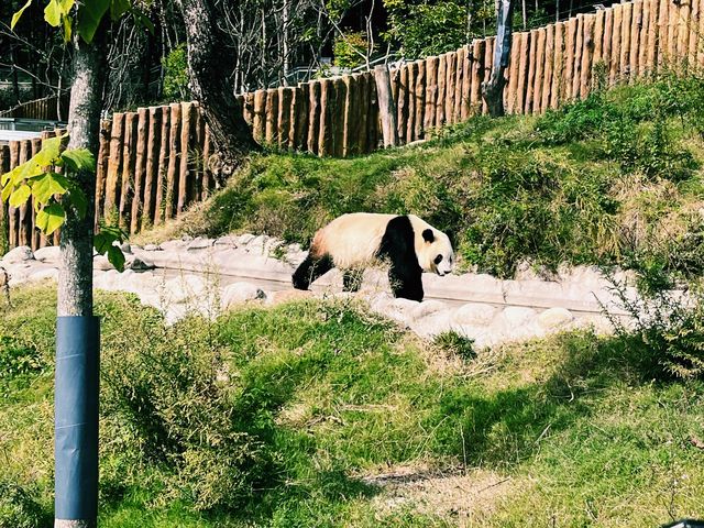 陝西佛坪|秦嶺大熊貓的故鄉|親子遊好去處。