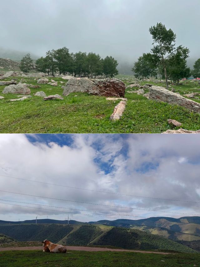 張家口蔚縣茶山。