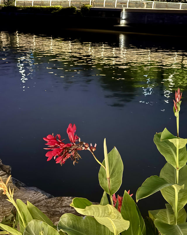 上海蘇州河美麗的夜景。