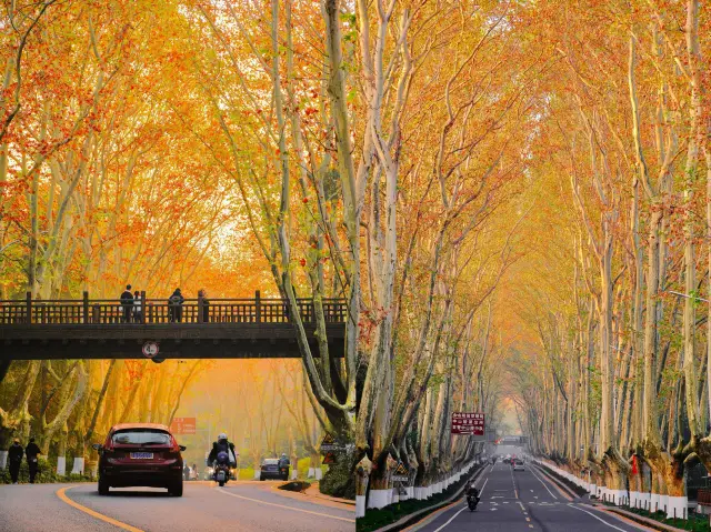 南京,一座11月不能去的城市。