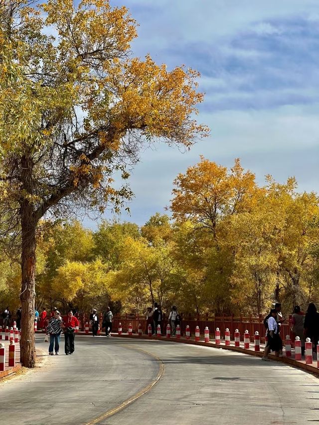 面積最大的塔里木胡楊林公園。