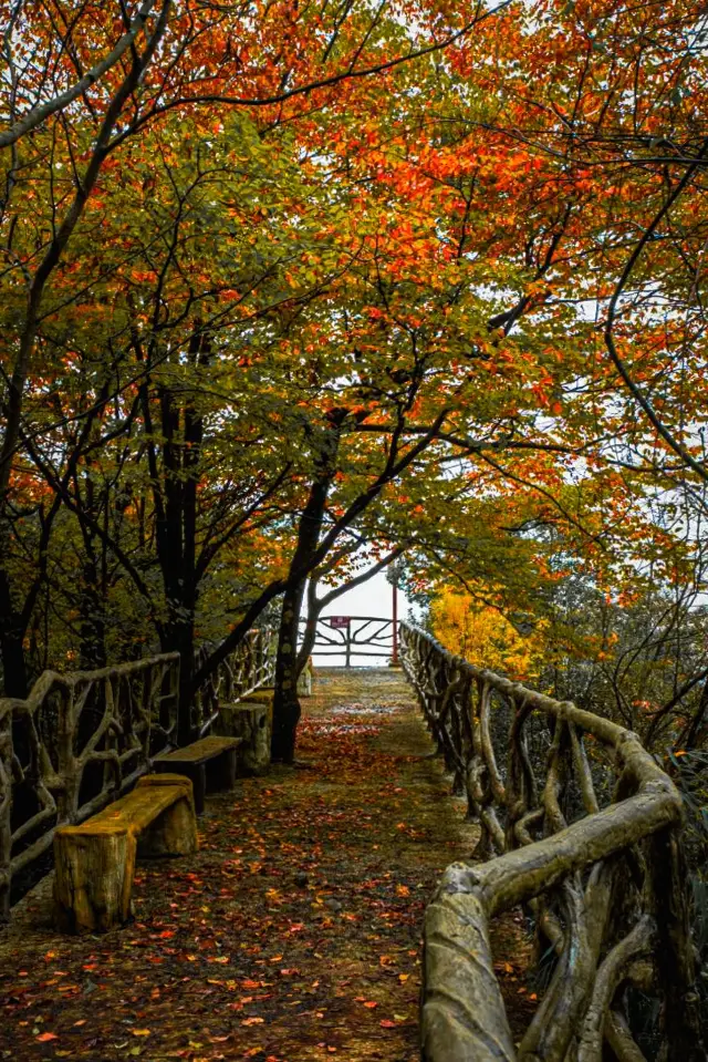 바산 대협곡, 70km의 단풍 여행에 도전할 용기가 있으신가요?