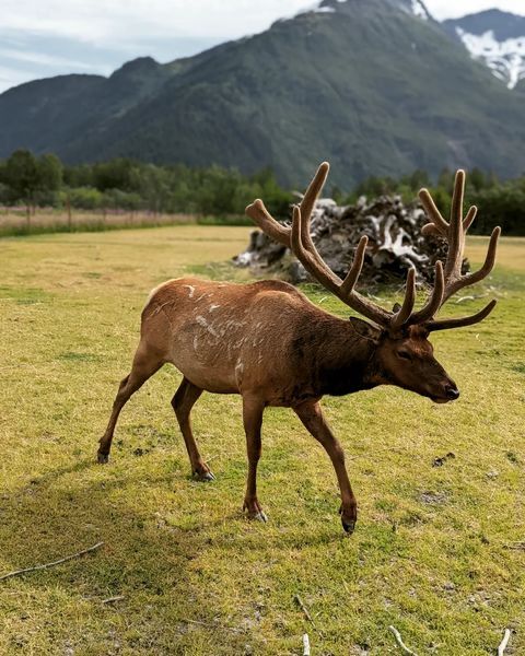 阿拉斯加野生動物保護中心：零距離邂逅北方荒野精靈 。
