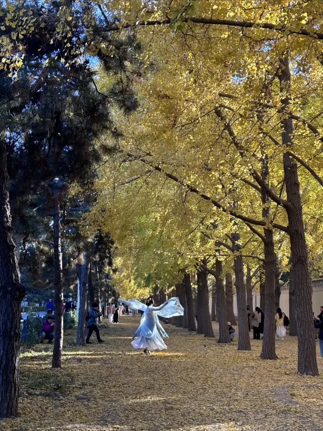 It's best to visit the Diaoyutai Ginkgo Avenue in the morning!