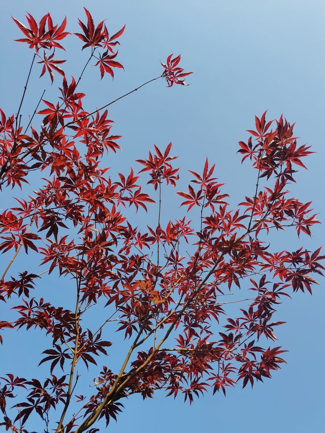 玄武湖公園不愧是南京賞秋頂流，關鍵還是。