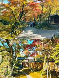 京都賞楓圖鑑：寶嚴院。