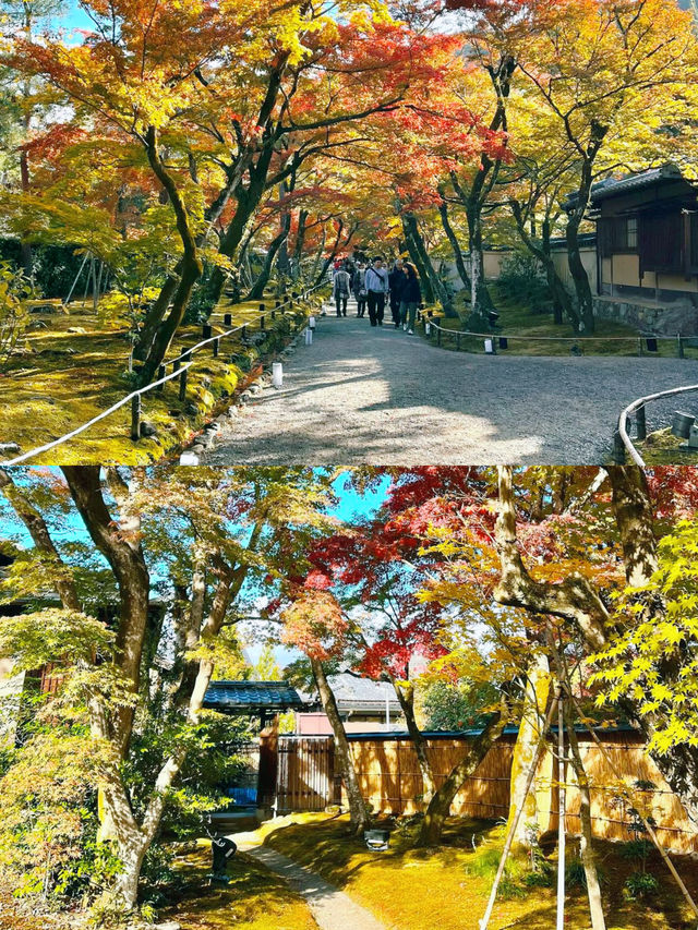 京都賞楓圖鑑：寶嚴院。