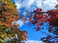 Travel Experience to Nikko's Toshogu Shrine on November 3rd