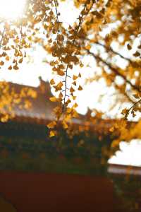 紅牆銀杏，中山公園秋色太美了。