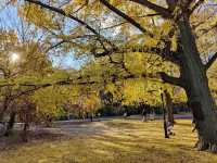 Explore the Beauty of Brooklyn's Prospect Park in Autumn