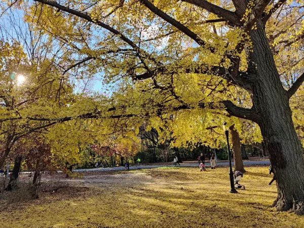 Explore the Beauty of Brooklyn's Prospect Park in Autumn