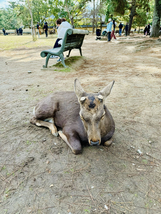 在奈良餵鹿。 在奈良餵鹿。