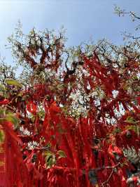 【砀山梨樹王風景區，春日賞花好去處！】。