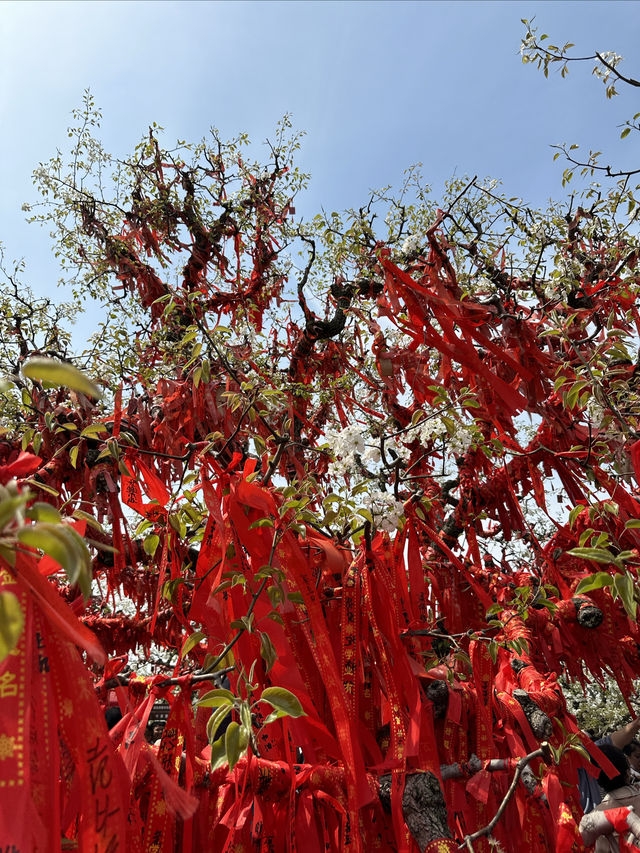 【砀山梨樹王風景區，春日賞花好去處！】。