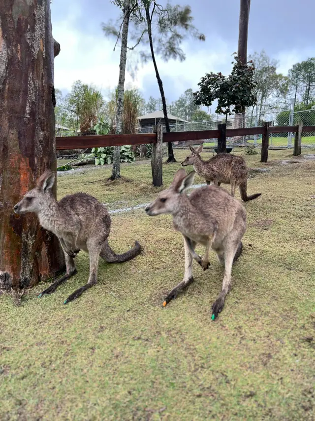 8-Day Australia Tour: Worry-Free Travel Guide