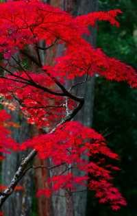 京都西芳寺。