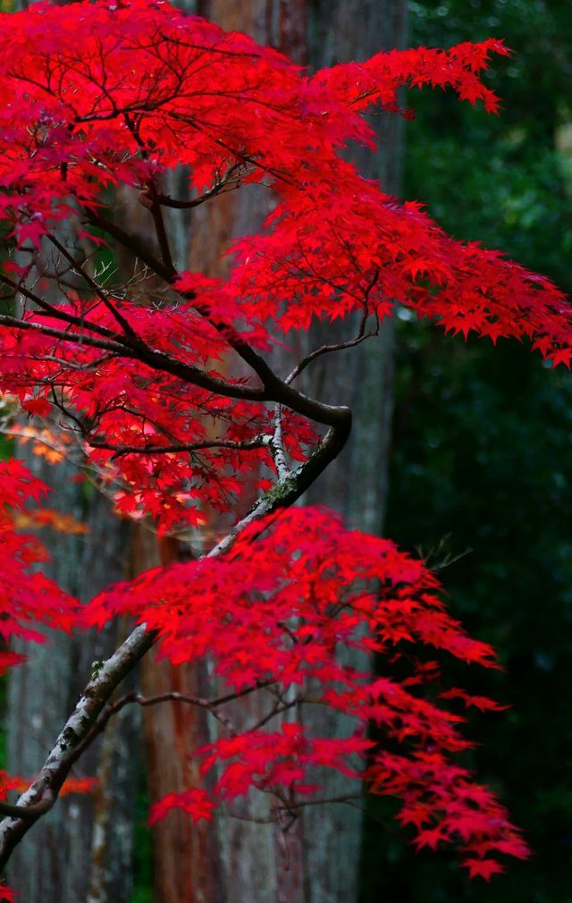京都西芳寺。