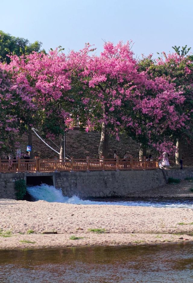 滿眼粉色這就是深圳觀瀾河公園的浪漫。