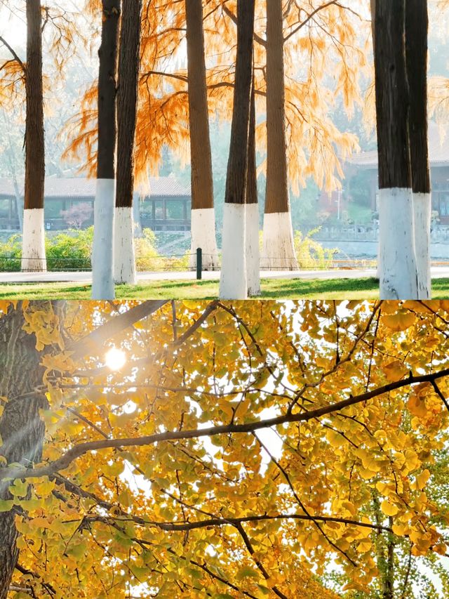 聽勸！！下月解放公園長這樣，一定要來。