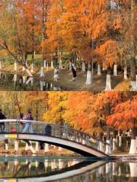 《鄞州公園的秋韻》。