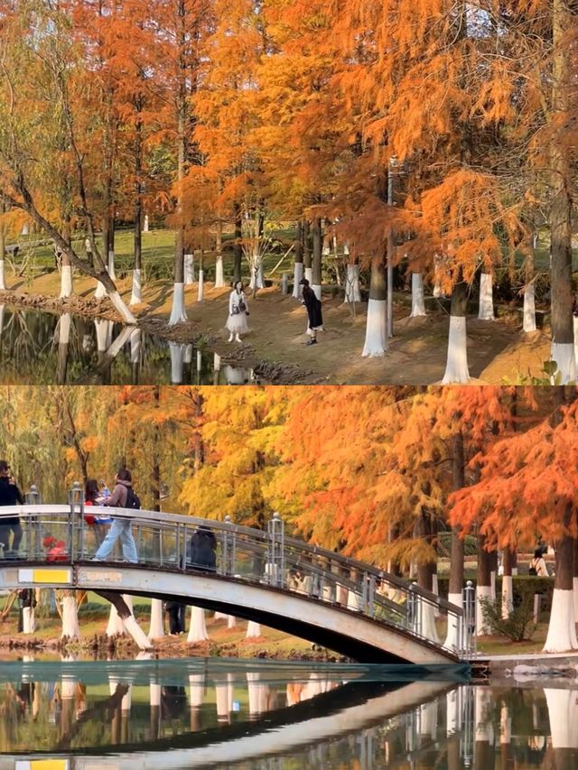 《鄞州公園的秋韻》。