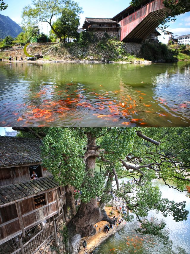 浙江溫州|遇見中國最美廊橋