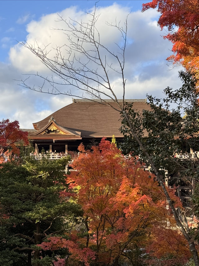 京都｜清水寺紅葉瀑布 風光無限