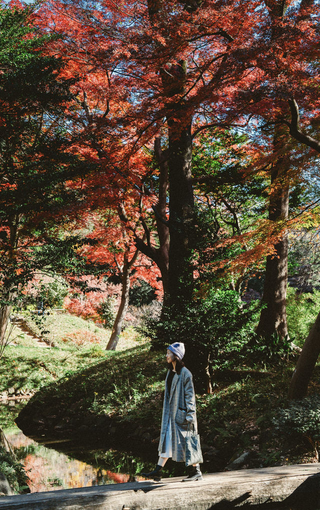我在東京看紅葉拍到了人生照片