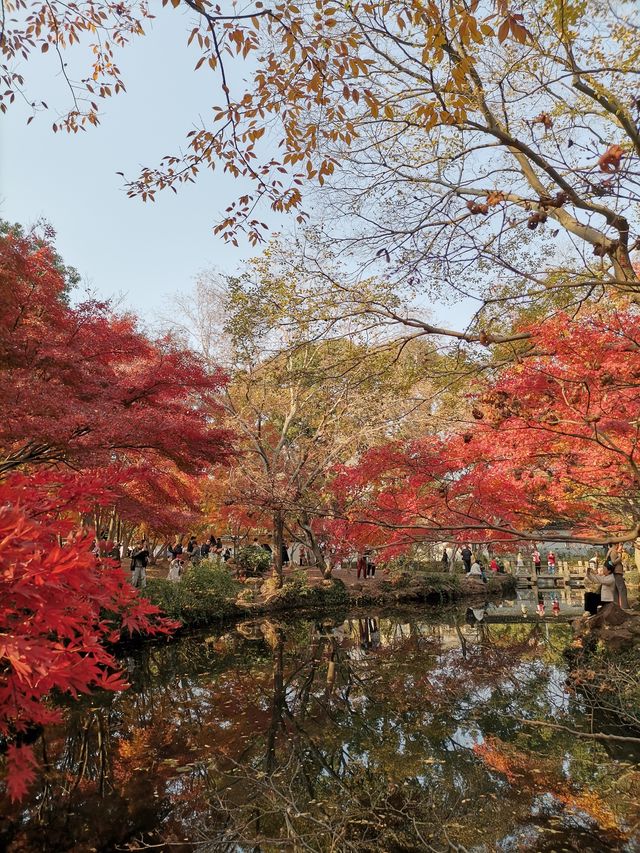 嘉定秋霞圃賞紅葉