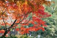 上海紅葉季｜閔行紅園，我言冬日勝春朝