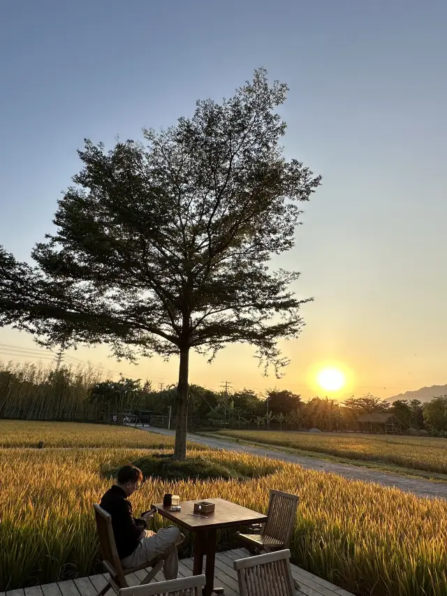 완전 대박! 꼭 봐야 할 논 풍경